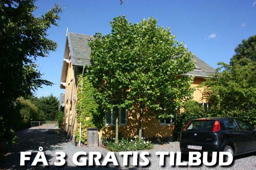 Gratis træfældningtilbud: Det er den billigste vej til den dygtigste træfælder i Gladsaxe kommune